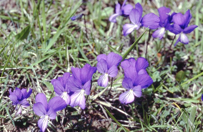 Viola allchariensis photo 2
