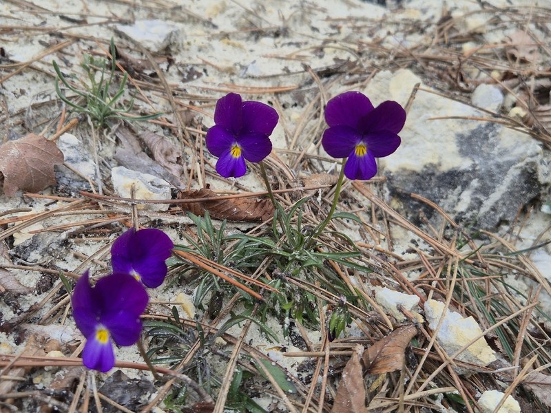Viola allchariensis photo 3