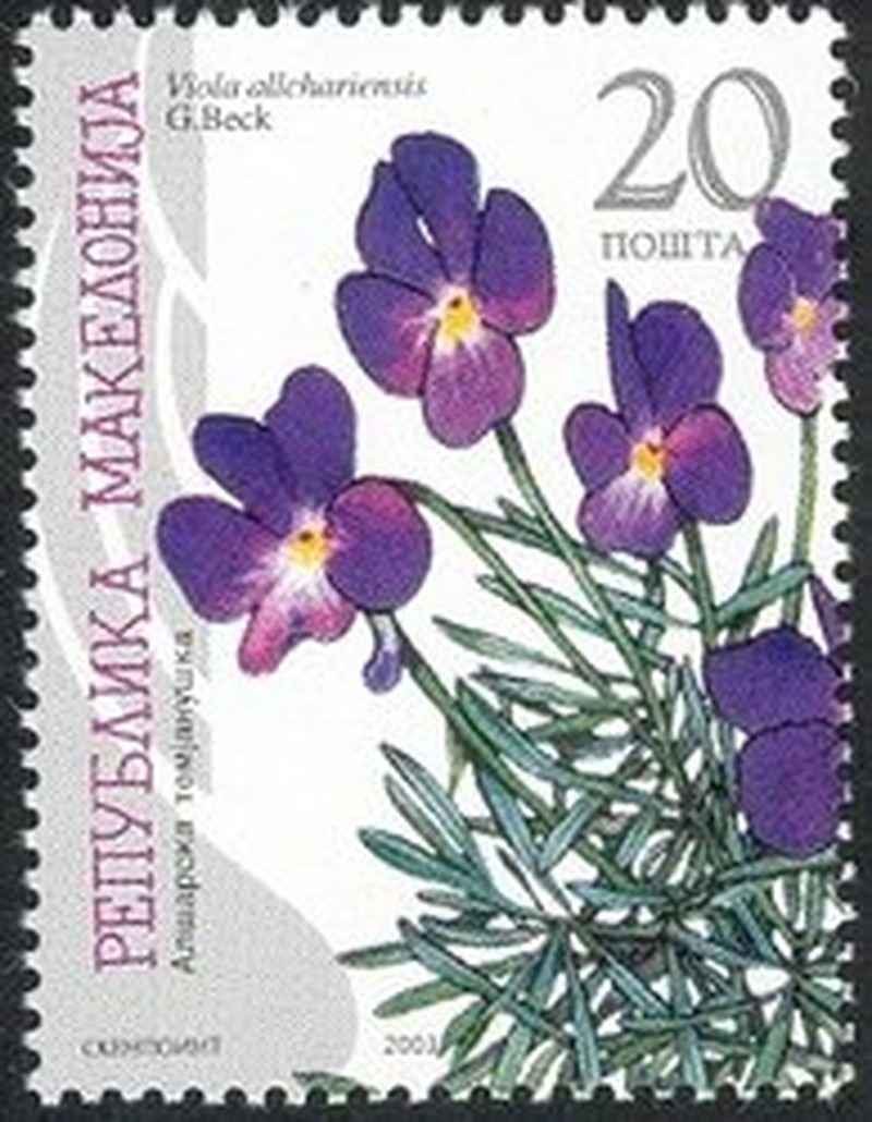 Viola allchariensis