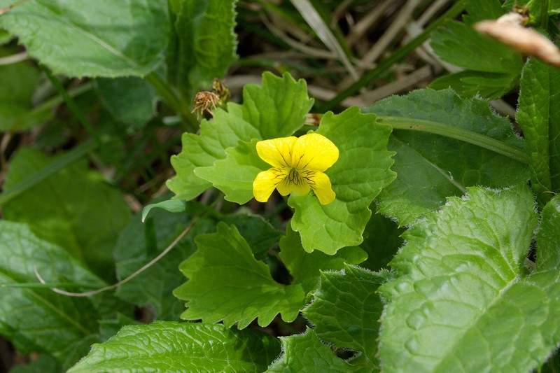 Viola alliariifolia