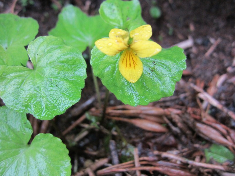 Viola alliariifolia photo 2