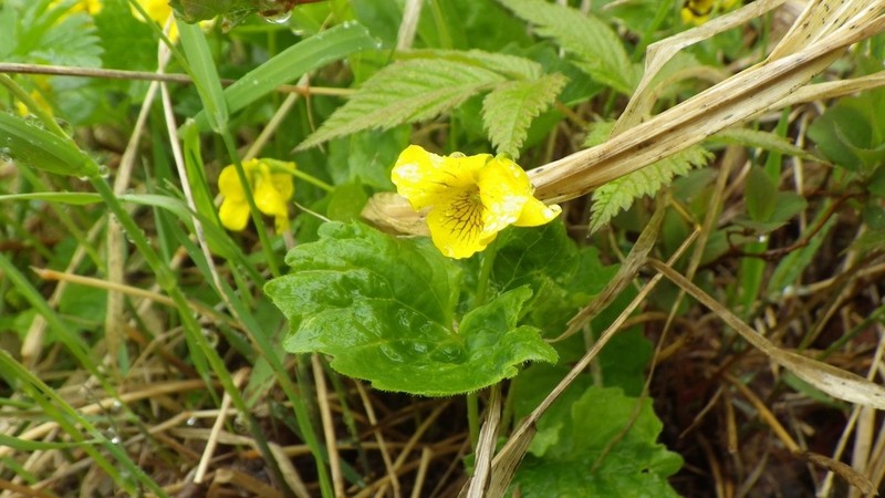 Viola alliariifolia photo 3