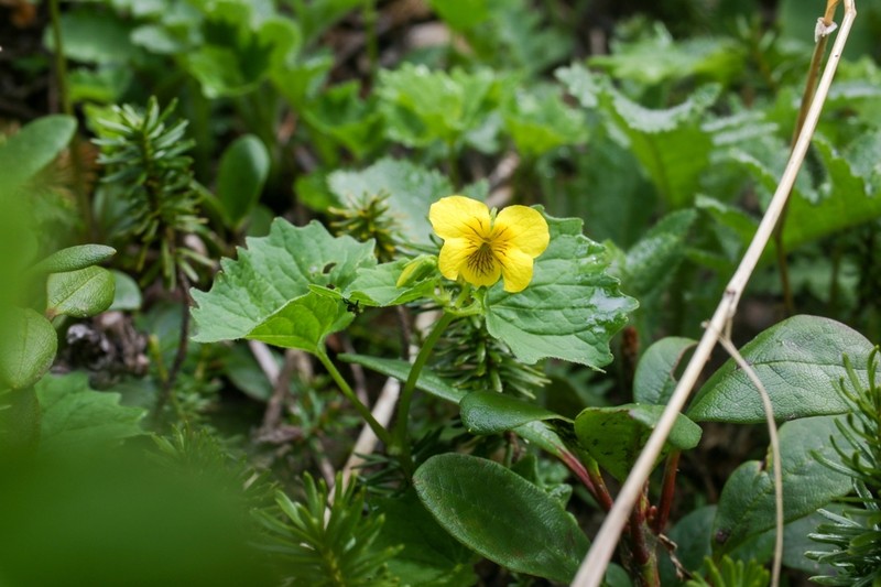 Viola alliariifolia photo 4