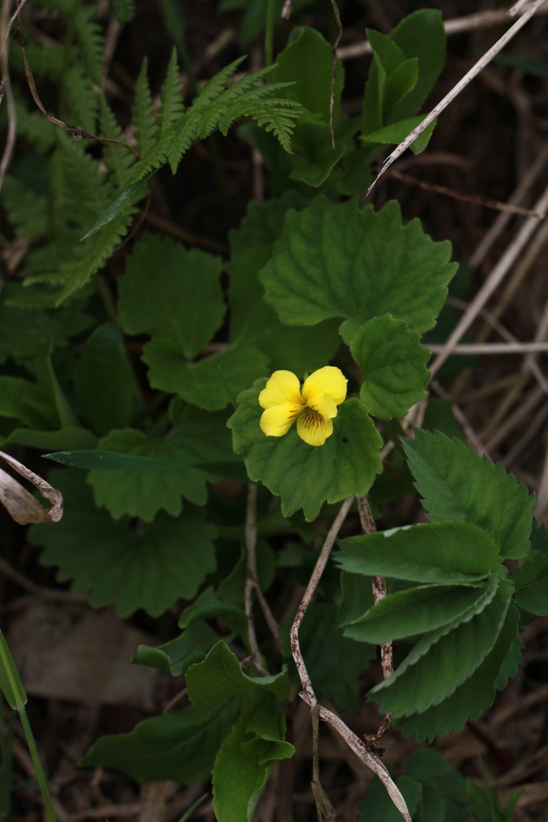 Viola alliariifolia photo 5