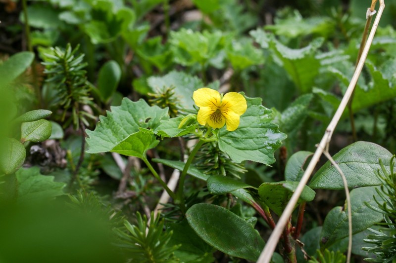 Viola alliariifolia photo 7