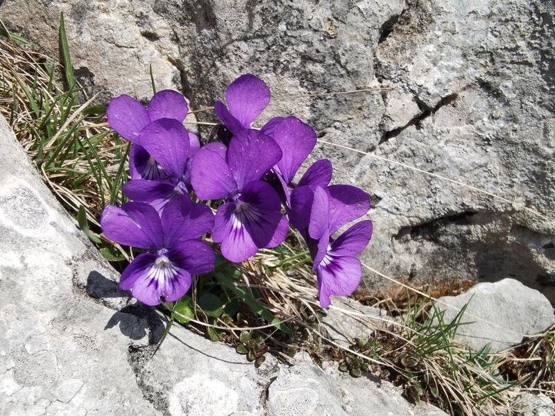 Viola alpina photo 2