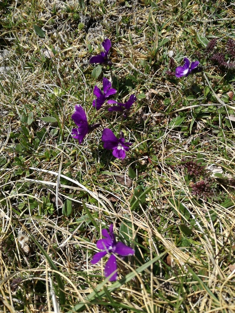Viola alpina photo 3