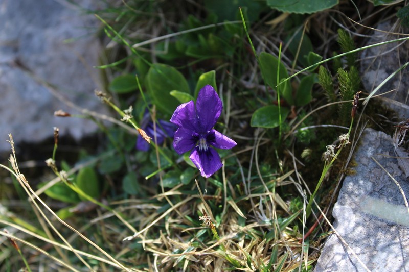 Viola alpina photo 4