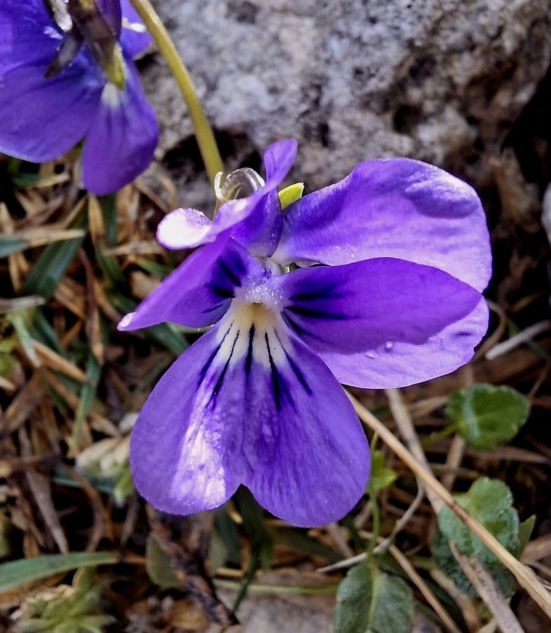 Viola alpina photo 5