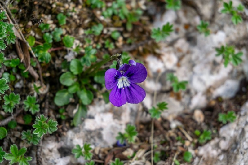 Viola alpina photo 6