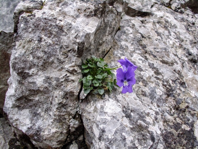 Viola alpina photo 7