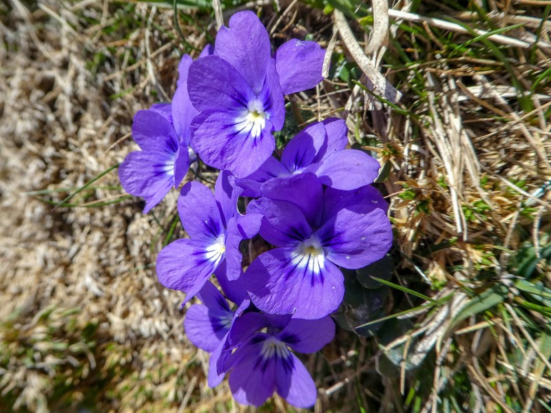 Viola alpina photo 8
