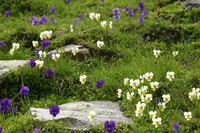 Viola altaica
