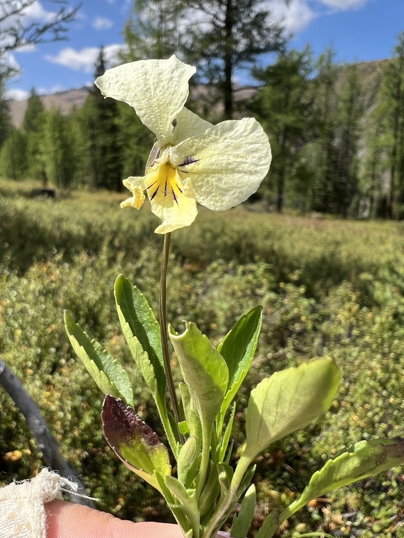 Viola altaica photo 2