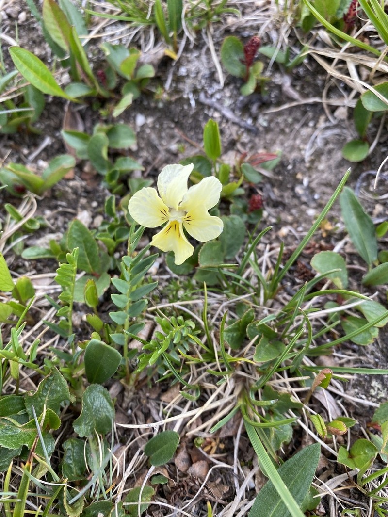 Viola altaica photo 3