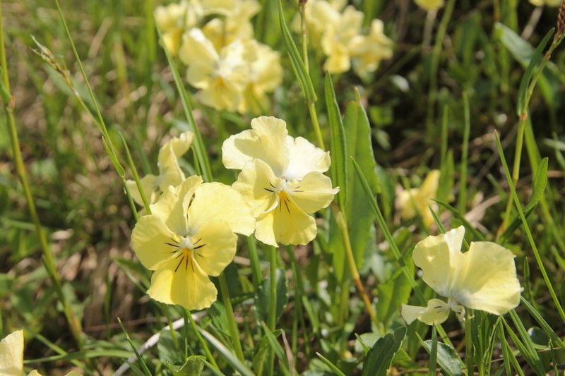 Viola altaica photo 4