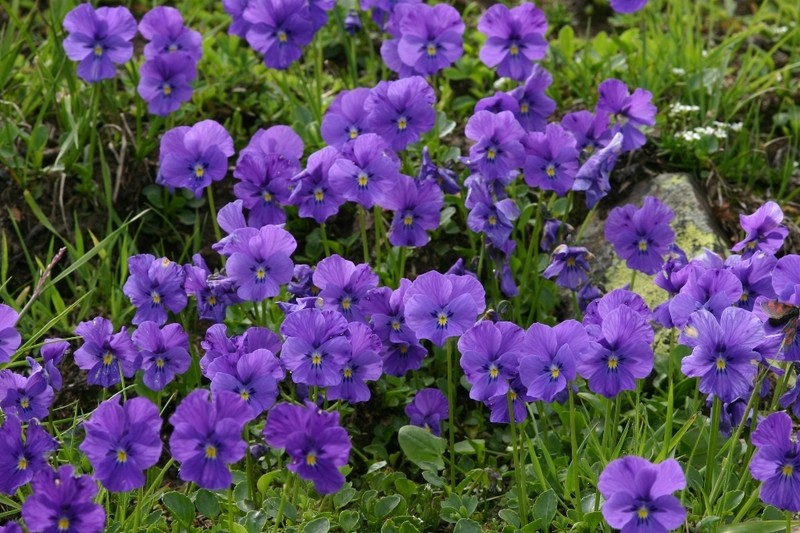 Viola altaica photo 5