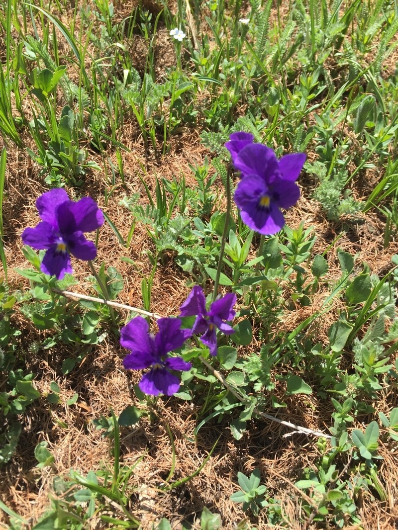 Viola altaica photo 6