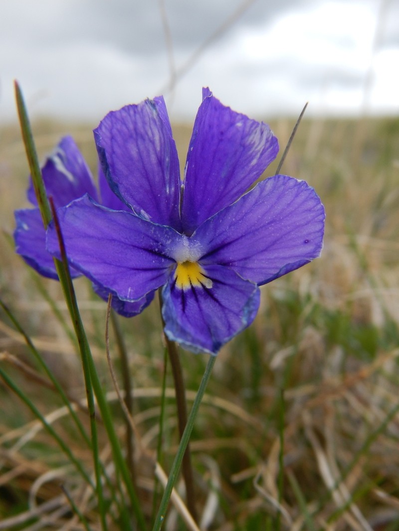 Viola altaica photo 7