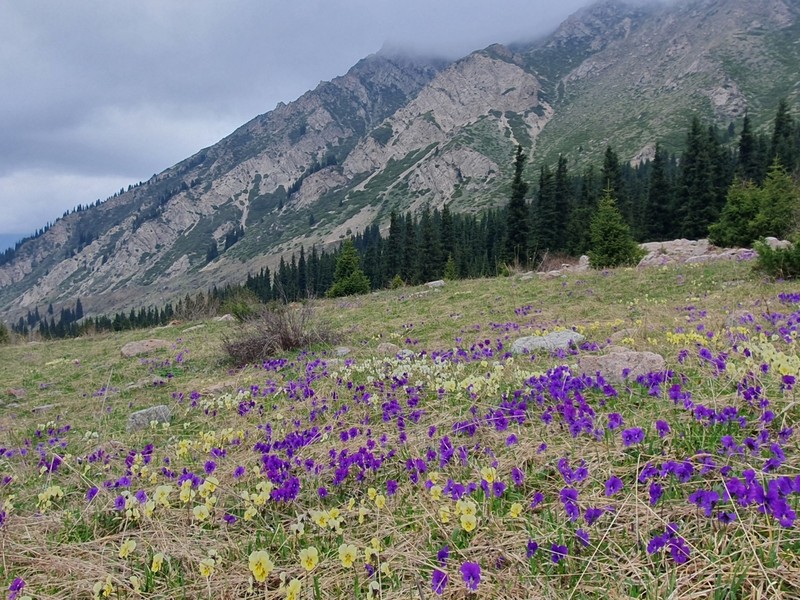 Viola altaica photo 8
