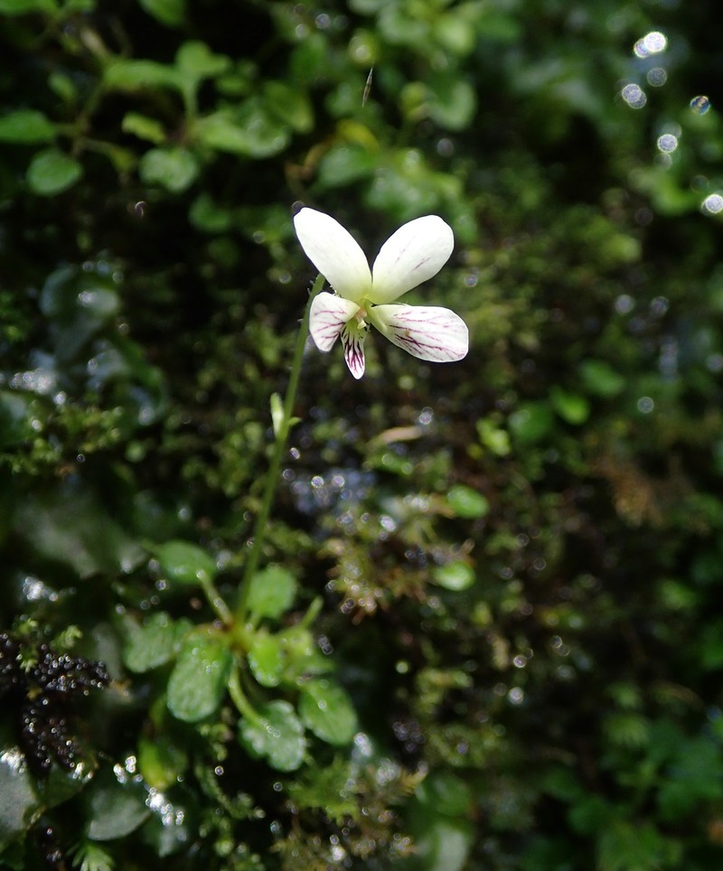 Viola amamiana