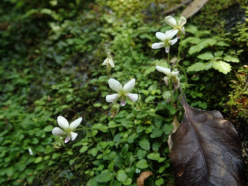 Viola amamiana photo 2