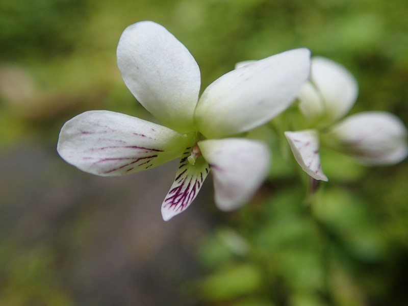 Viola amamiana photo 3