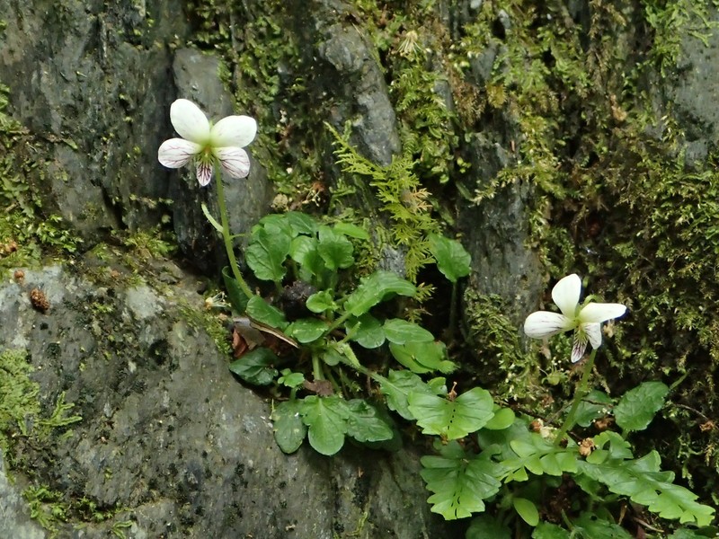 Viola amamiana photo 4