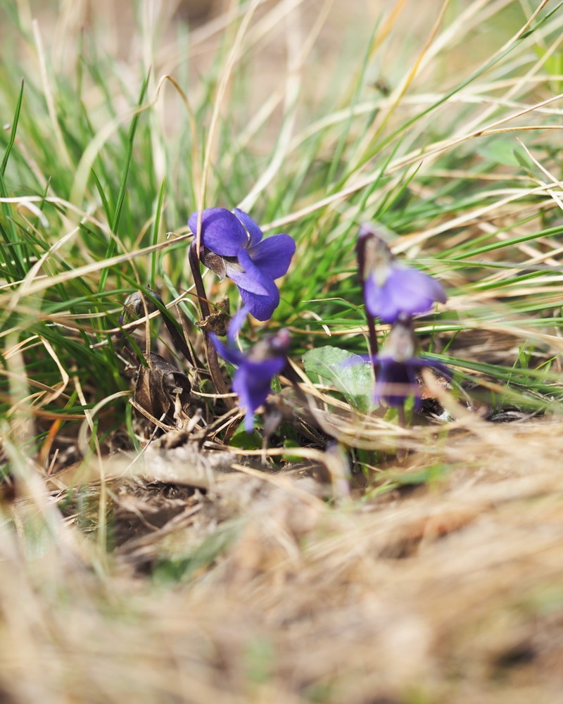 Viola ambigua