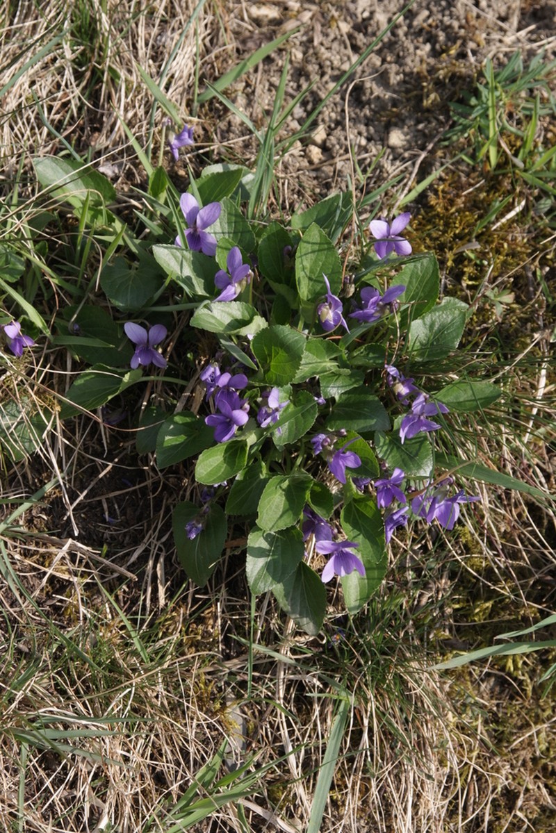 Viola ambigua photo 2
