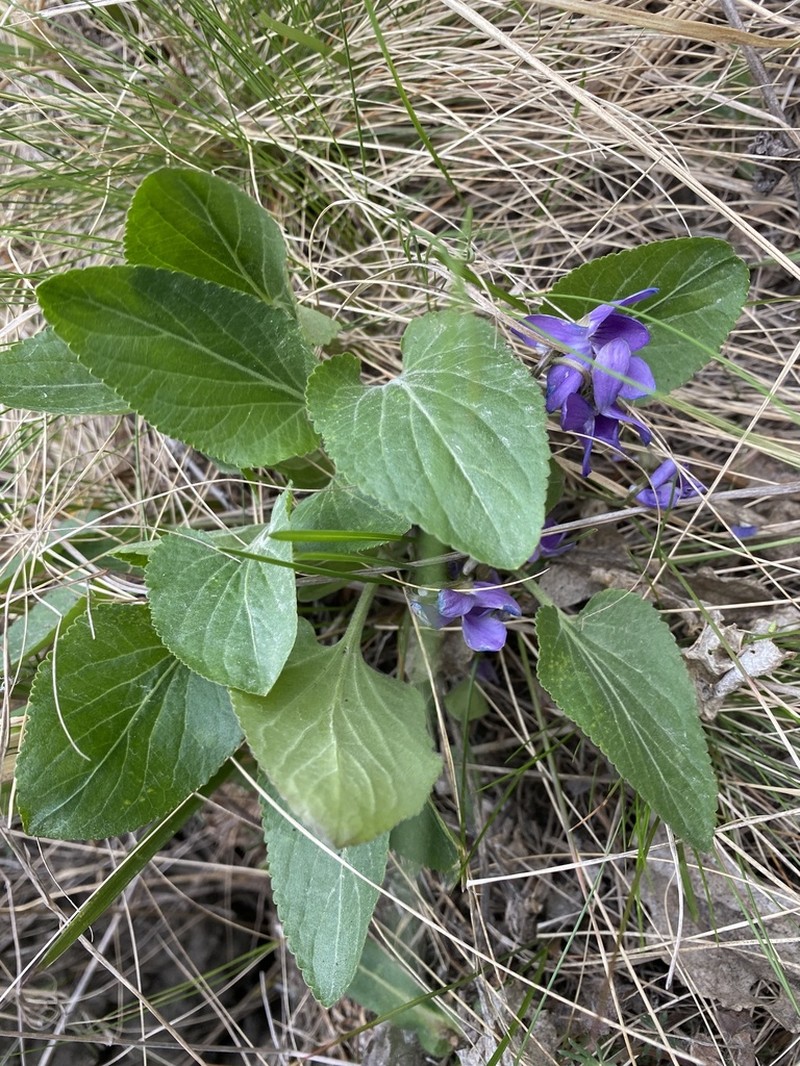 Viola ambigua photo 3