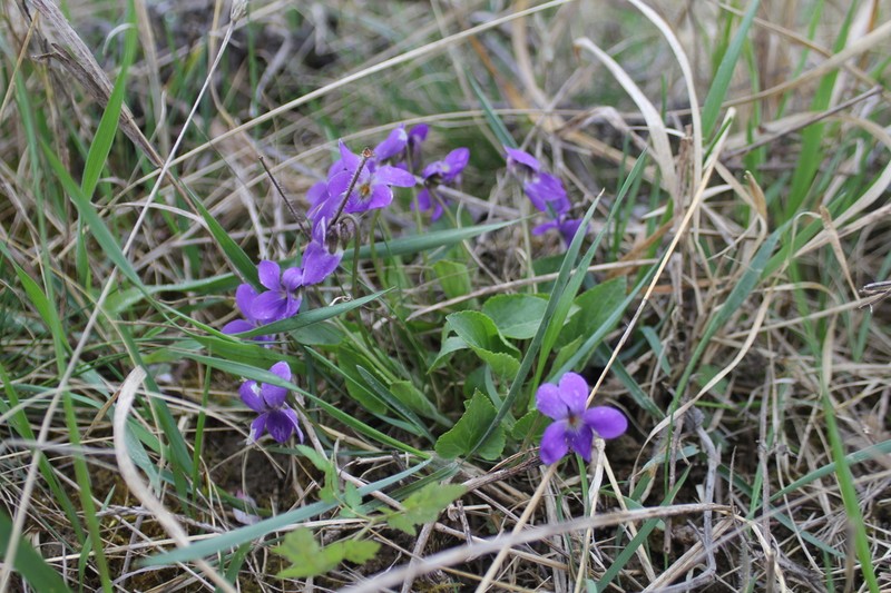 Viola ambigua photo 4
