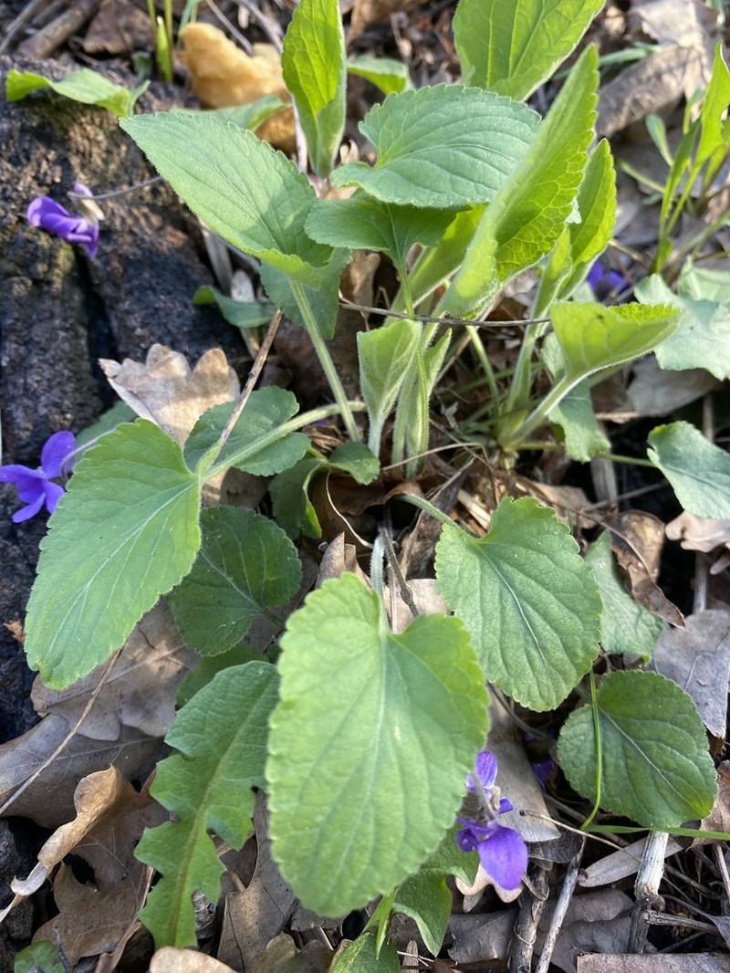 Viola ambigua photo 5