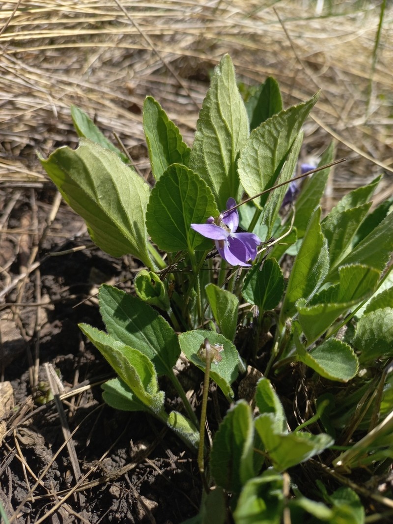 Viola ambigua photo 6