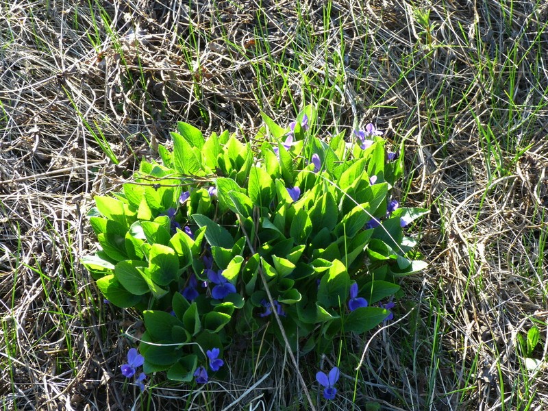 Viola ambigua photo 8