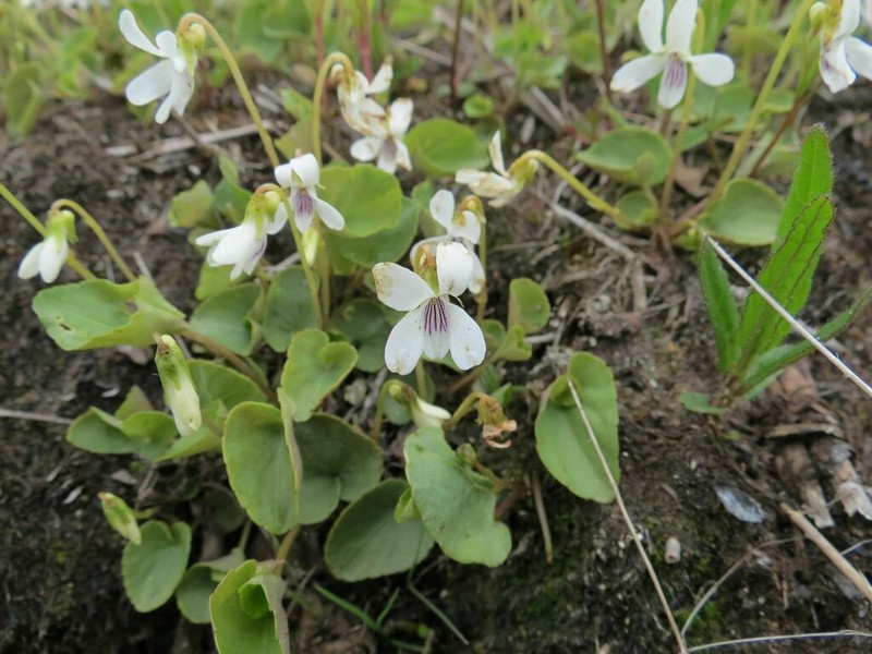 Viola amurica