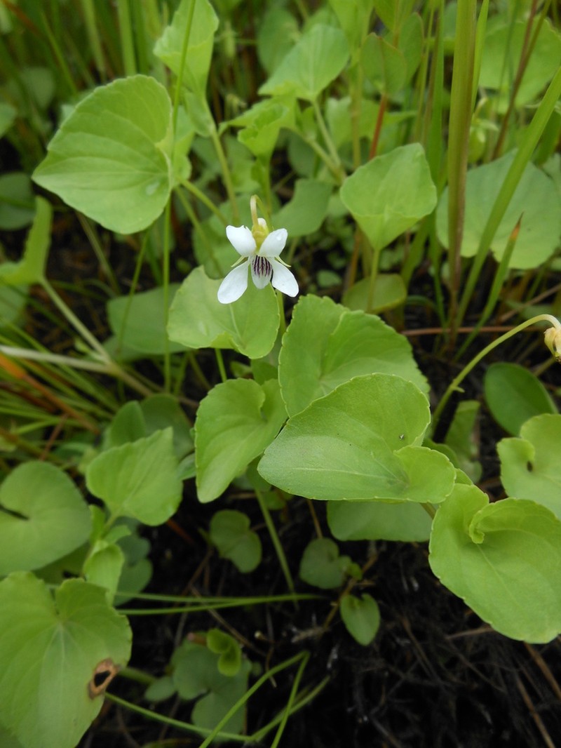 Viola amurica photo 2