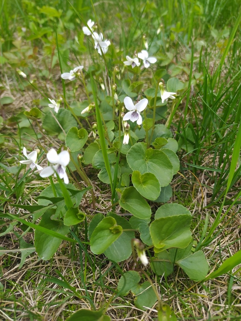 Viola amurica photo 3
