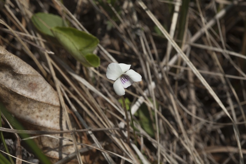 Viola amurica photo 4