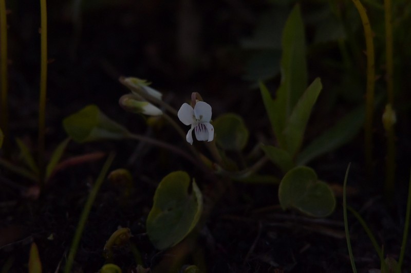 Viola amurica photo 6