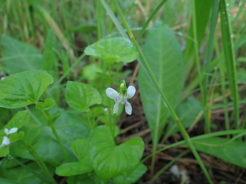 Viola amurica photo 8