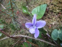 Viola anagae