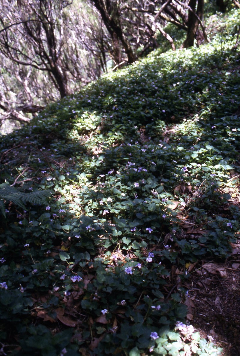 Viola anagae photo 2