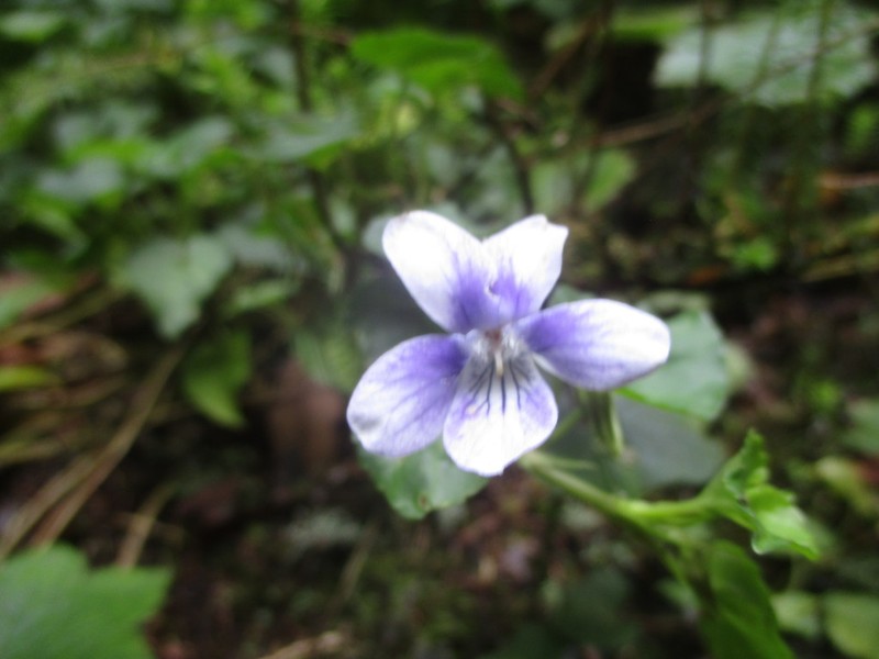 Viola anagae photo 3