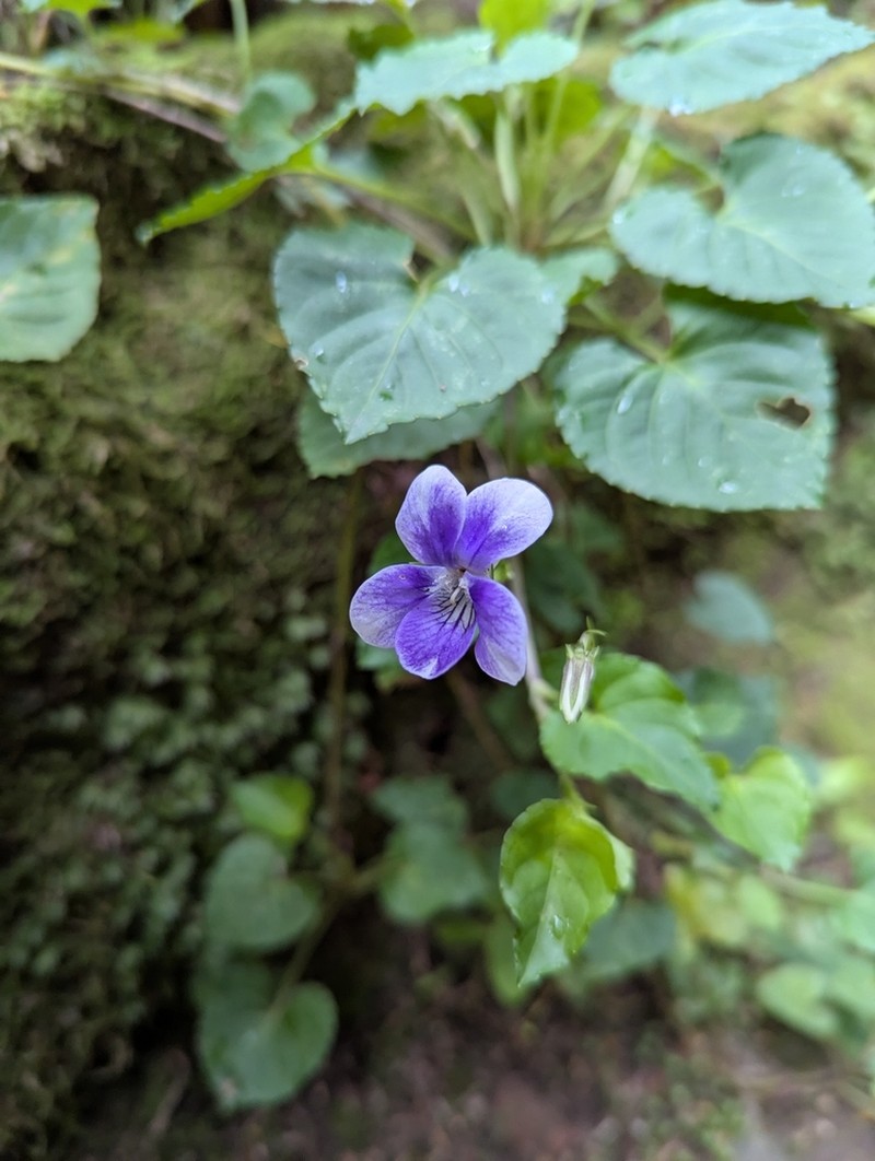 Viola anagae photo 4