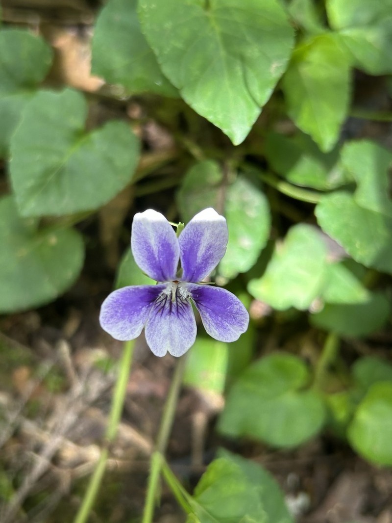 Viola anagae photo 5