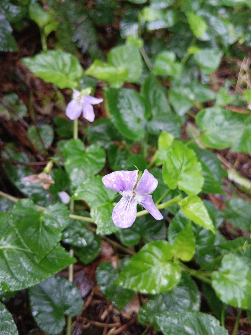 Viola anagae photo 6