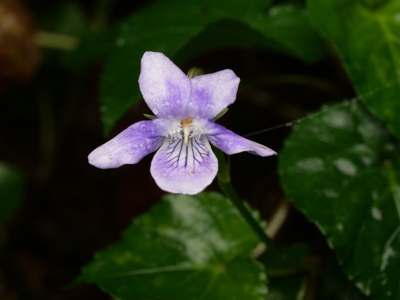 Viola anagae photo 7