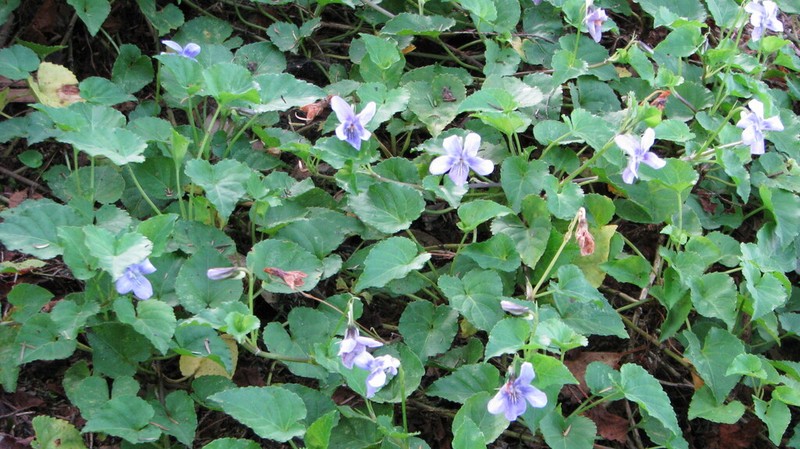 Viola anagae photo 8