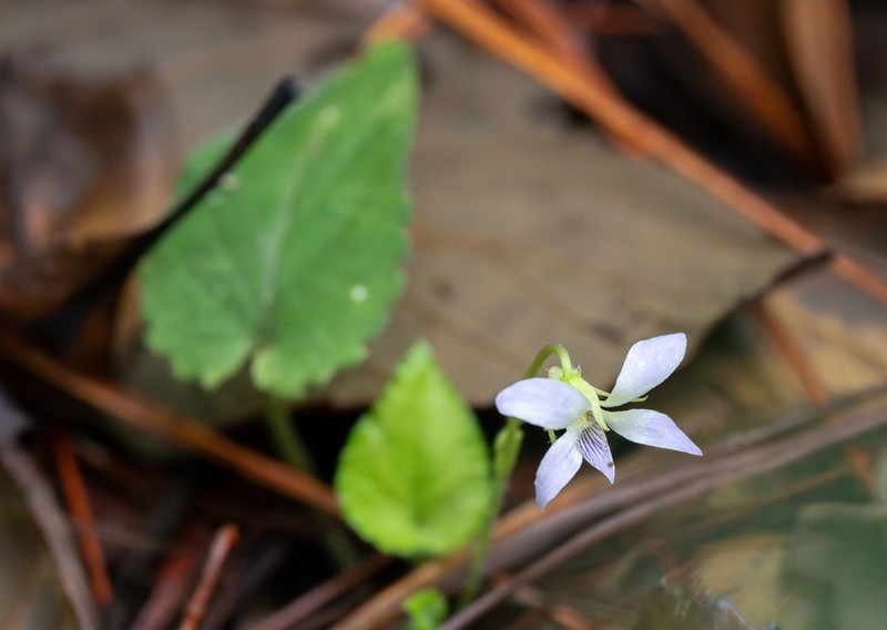 Viola annamensis